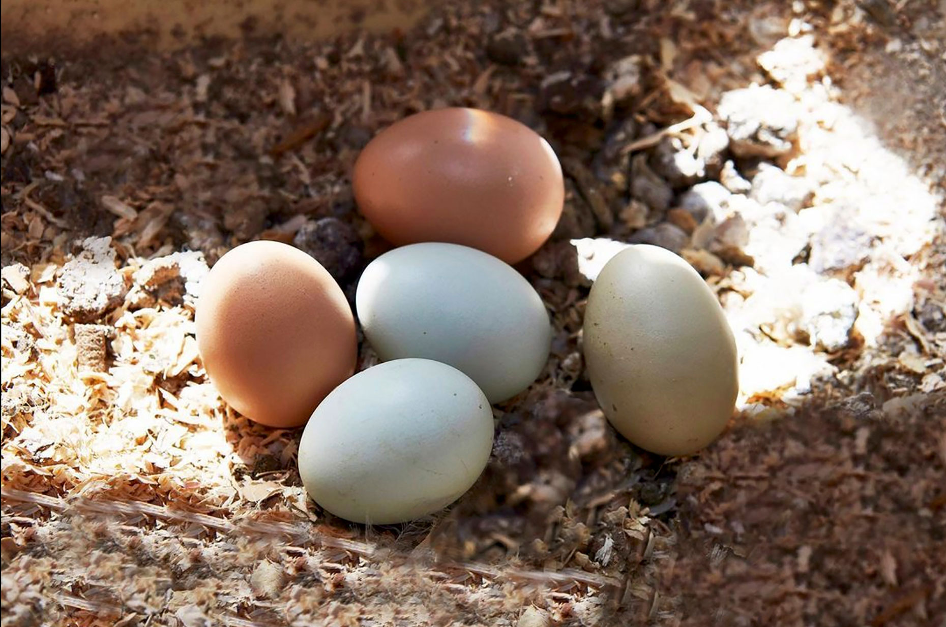 Chicken-or-Egg-14s