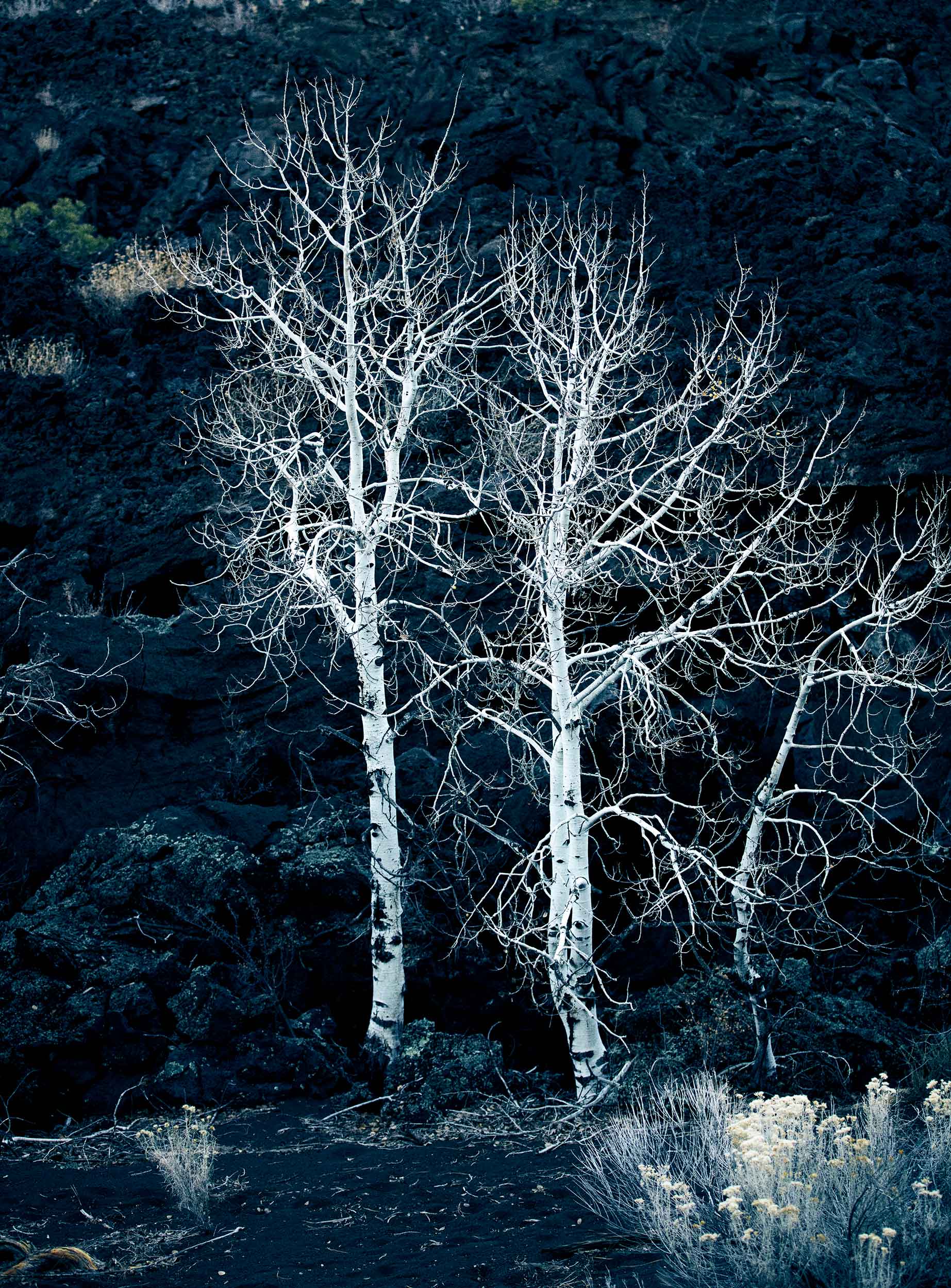 Petrefied-Forest-2021-285-Ws